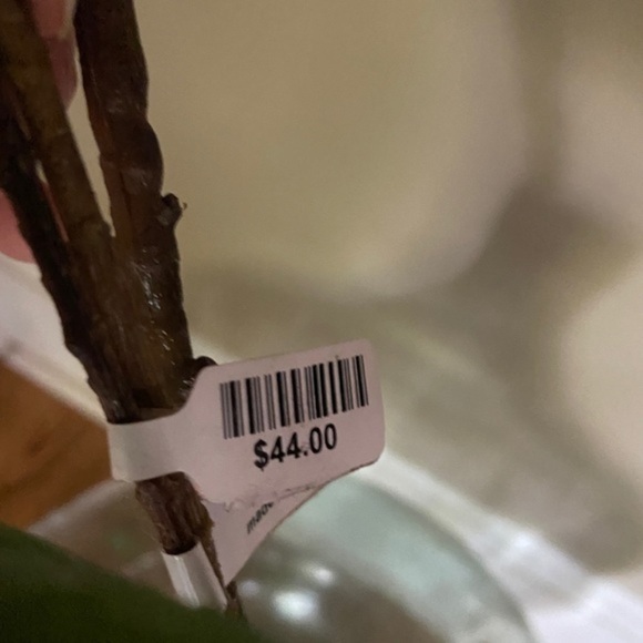 Anthropologie Faux Purple Berry Spray - Picture 7 of 7